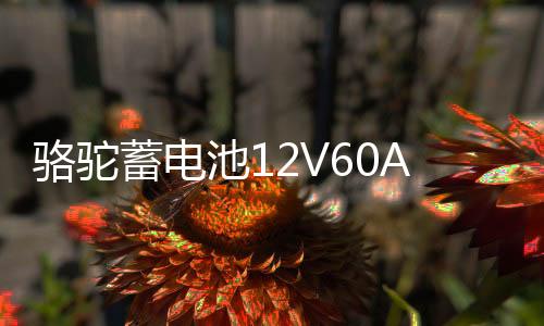 骆驼蓄电池12V60A适配长安悦翔CS35志翔逸动欧诺1DF汽车电瓶L2350